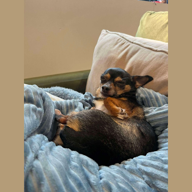 Photo of Beanie Baby