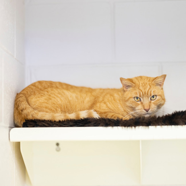 Photo of Mister Mister