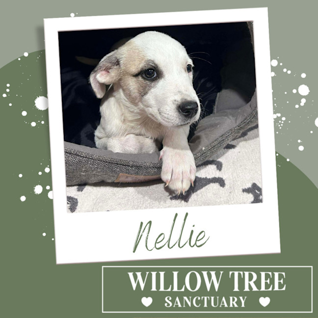 Photo of Nellie