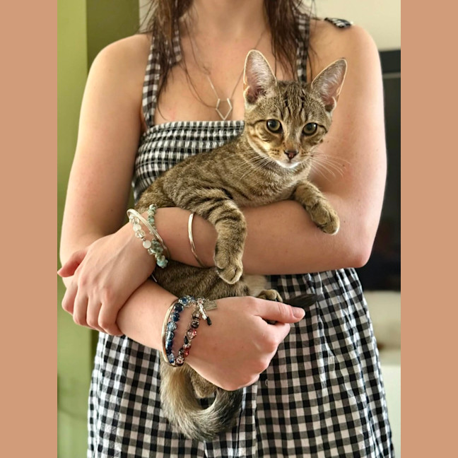 Photo of Atlas ** 2nd Chance Cat Rescue**