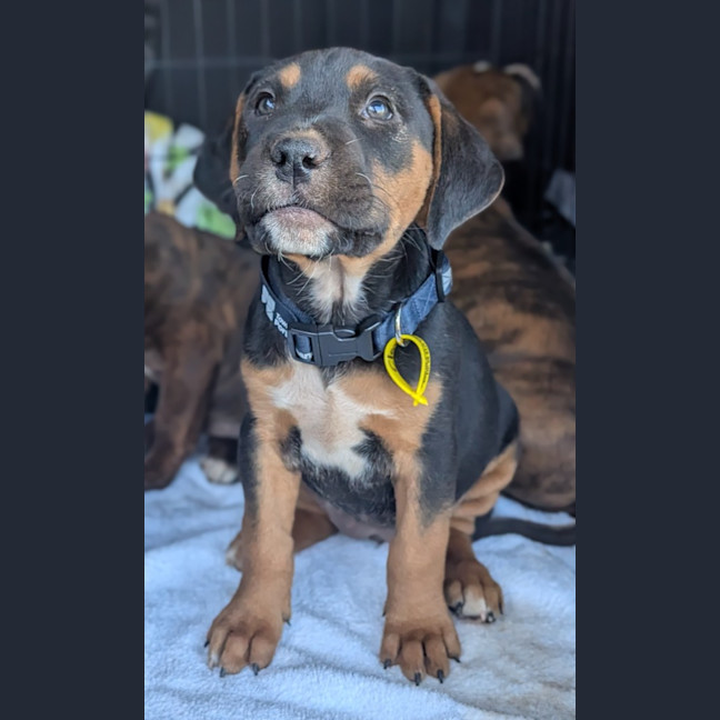 Photo of Clover