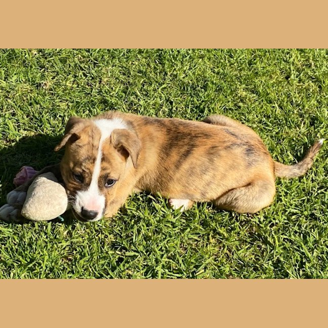 Photo of Tigger