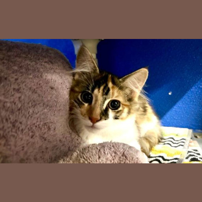 Photo of Captain Cutie Pie