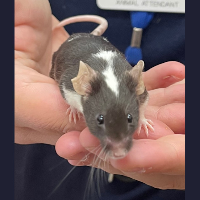 Photo of Cheddar