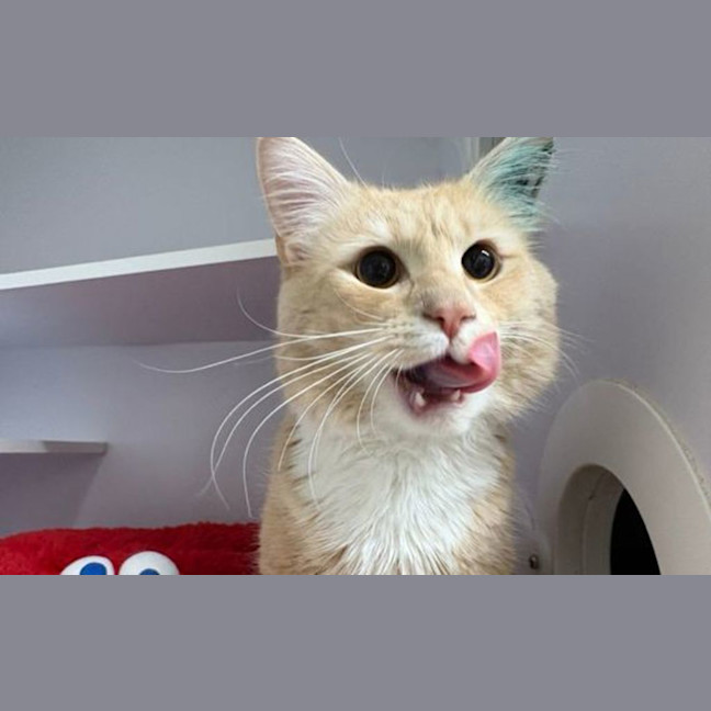 Photo of Cheddar