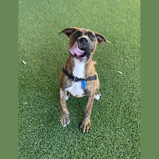 Photo of Sabre