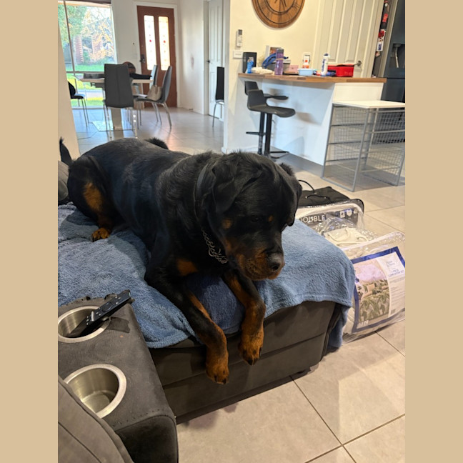 Photo of Duke