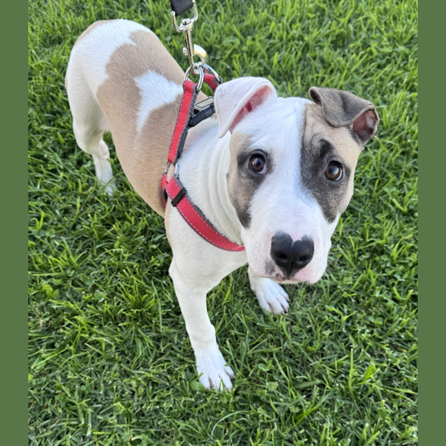 Photo of Oliver