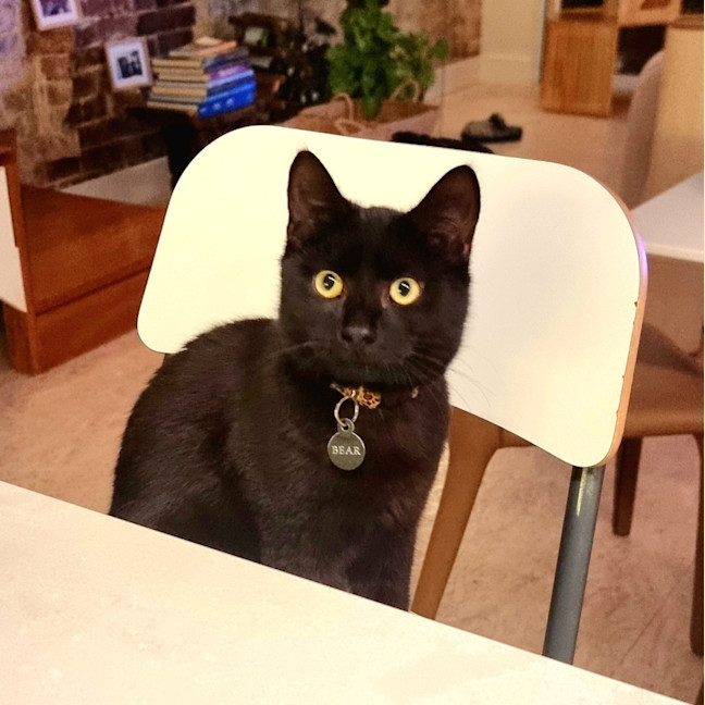 Photo of Bear