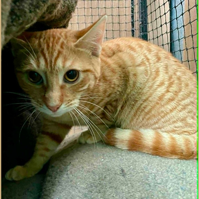 Photo of Richard ** 2nd Chance Cat Rescue**