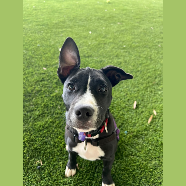 Photo of Roxie Milly Timbs 