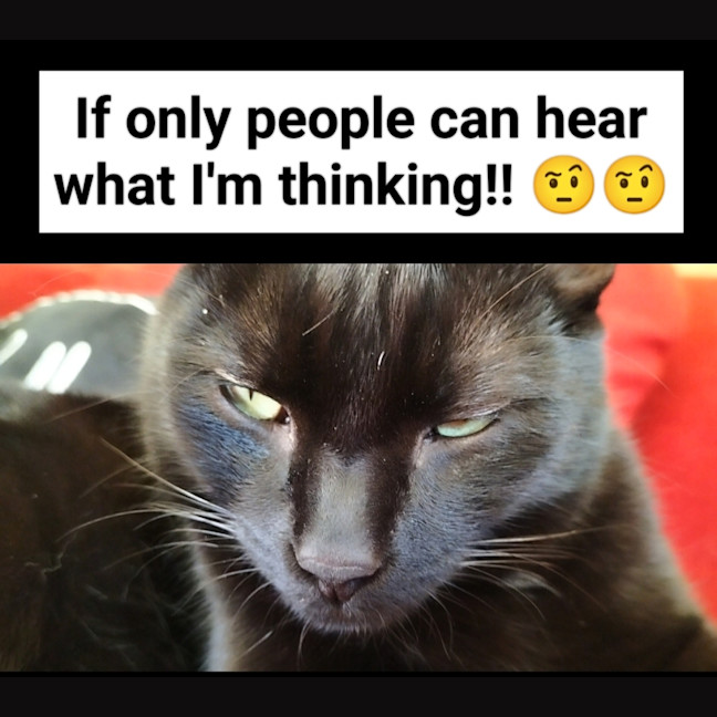 Photo of Bagheera