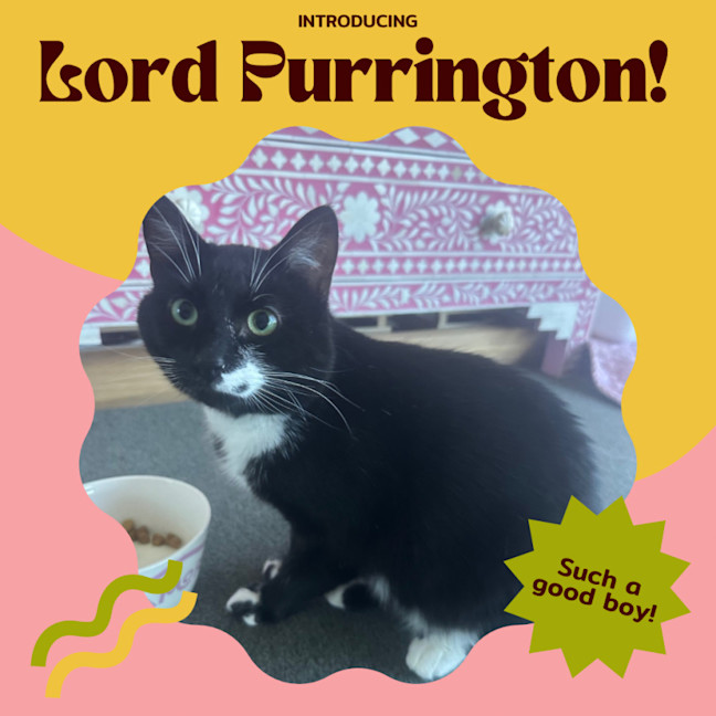 Photo of Lord Purrington 🙌🔥