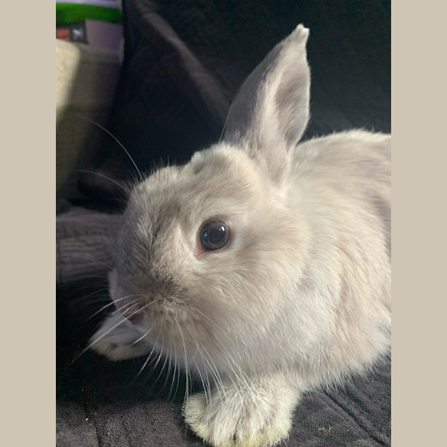 Photo of Bunnifer Aniston