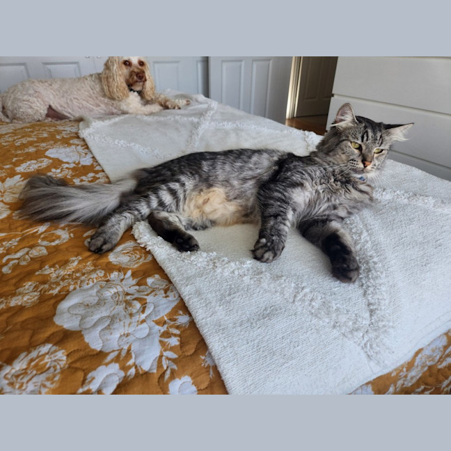 Photo of Ferdinand (Freddie)   Assisted Rehoming