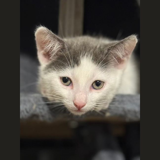 Photo of Miko   12 Week Old Domestic Shorthair