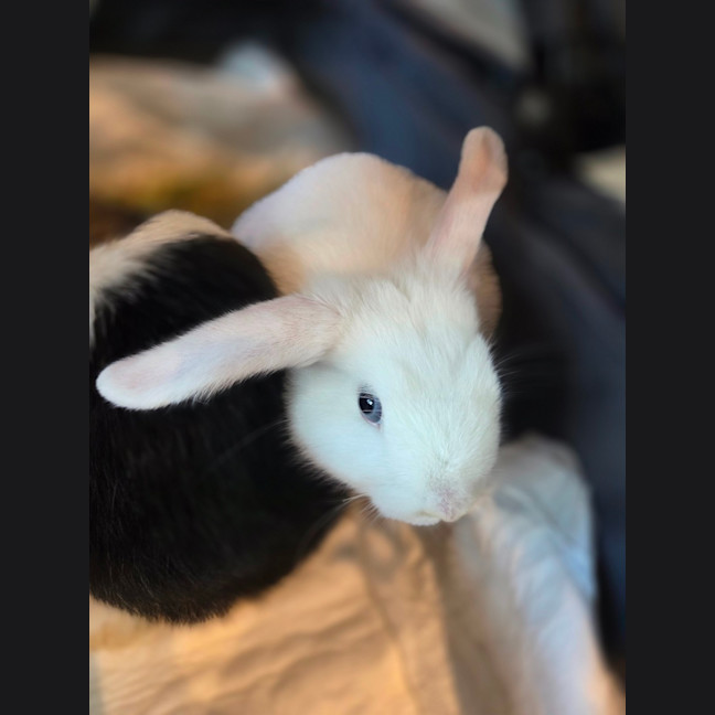 Photo of Usagi