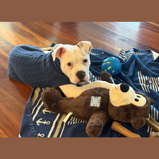 Photo of Moby   12 Week Old American Bulldog X