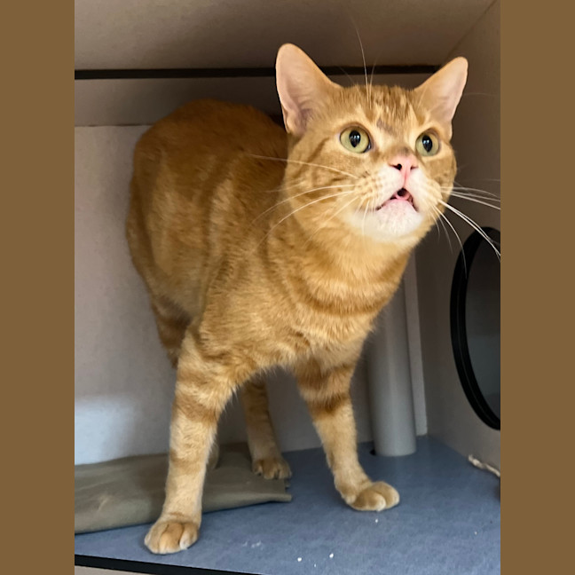 Photo of Melvin 
