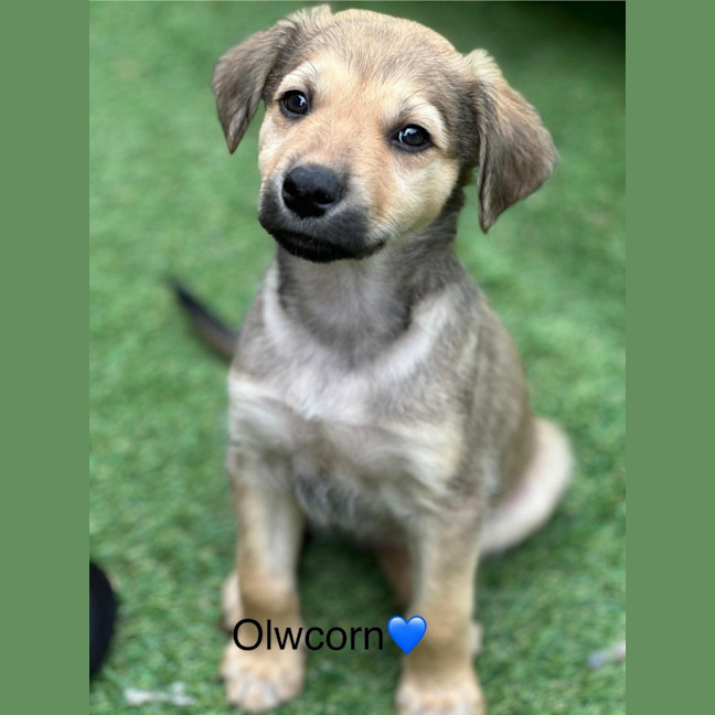 Photo of Olwcorn