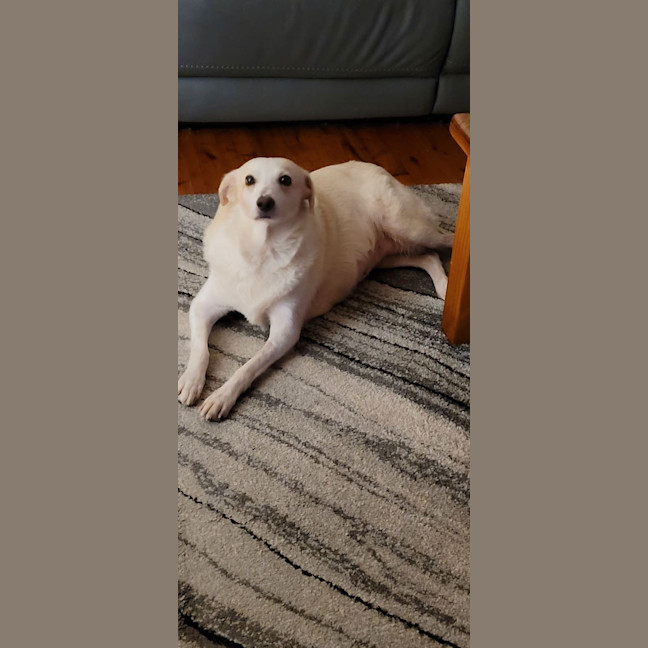 Photo of Possum 💜