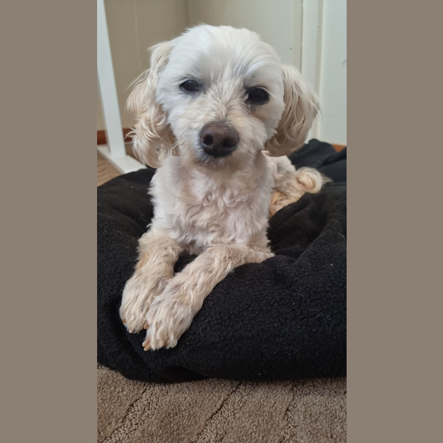 Photo of Maisey 