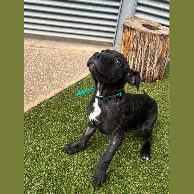 Photo of Scout