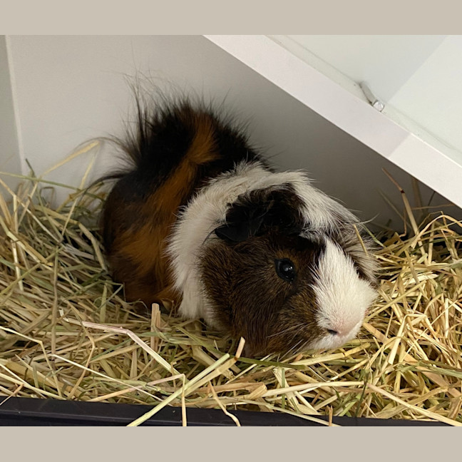 Photo of Biscuit
