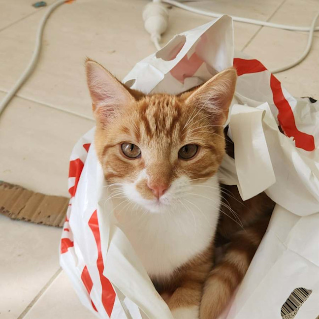 Photo of Baron Marmalade