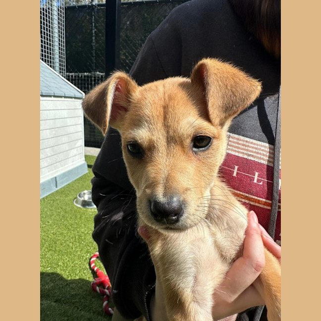 Photo of D1165 Wilson 