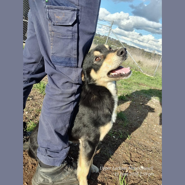 Photo of Blaze