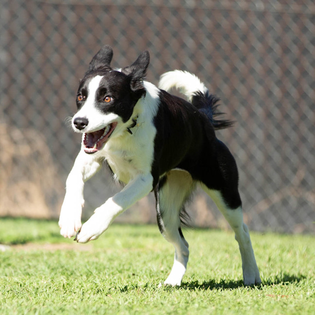 Photo of Petal