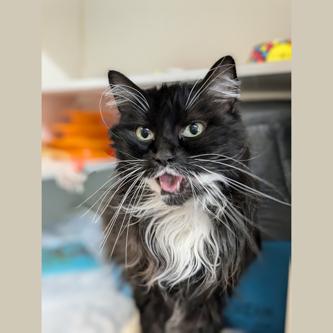 Photo of Mork