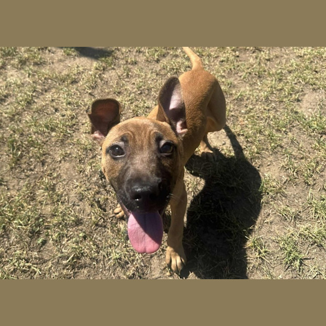 Photo of Banana Imp 2992