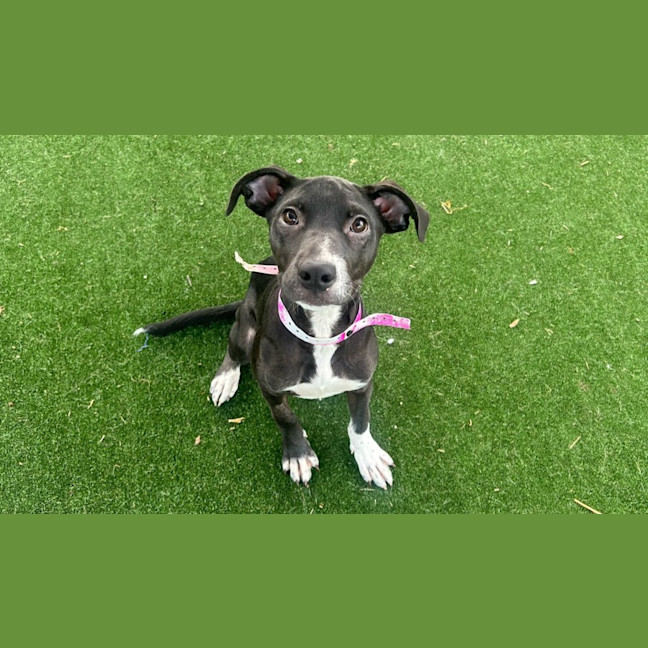 Photo of Ivy Imp 630