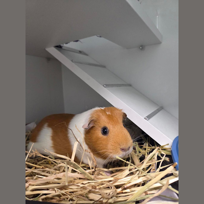 Photo of Crispy (Bonded With Cinnamon)