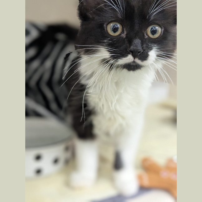 Photo of Madam Fluff