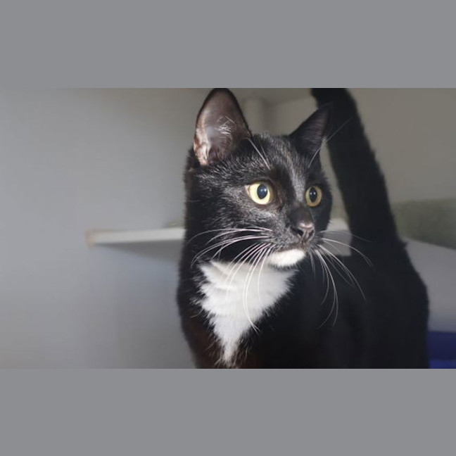 Photo of Oolong