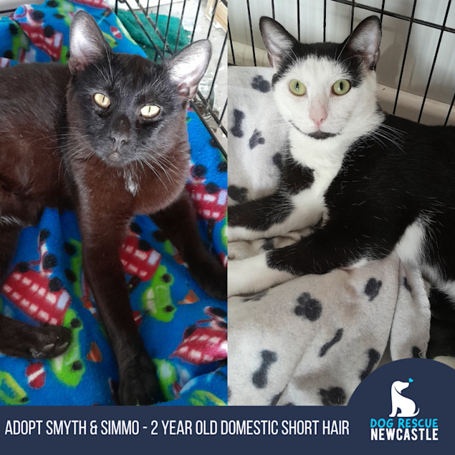 Photo of Smyth & Simmo   2 Year Old Domestic Shorthair