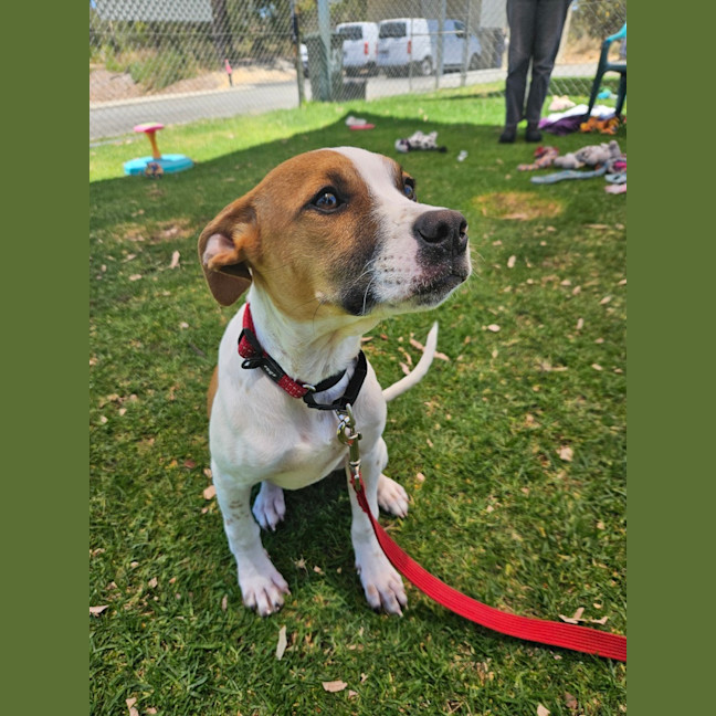 Photo of Lebron (Fizzler)