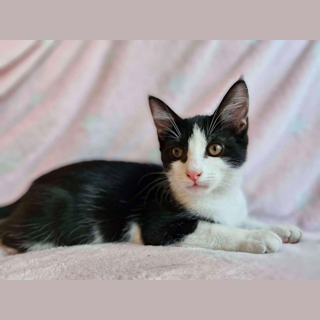 Photo of Nugget