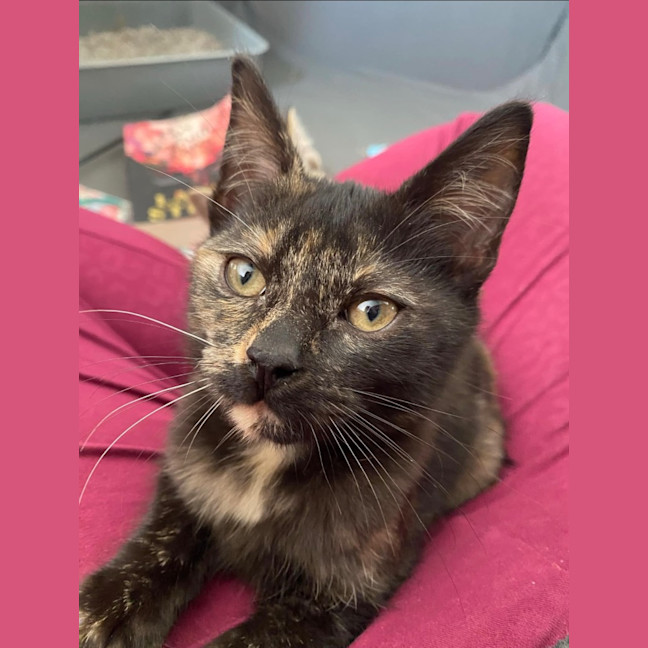 Photo of Tortie (K62 )