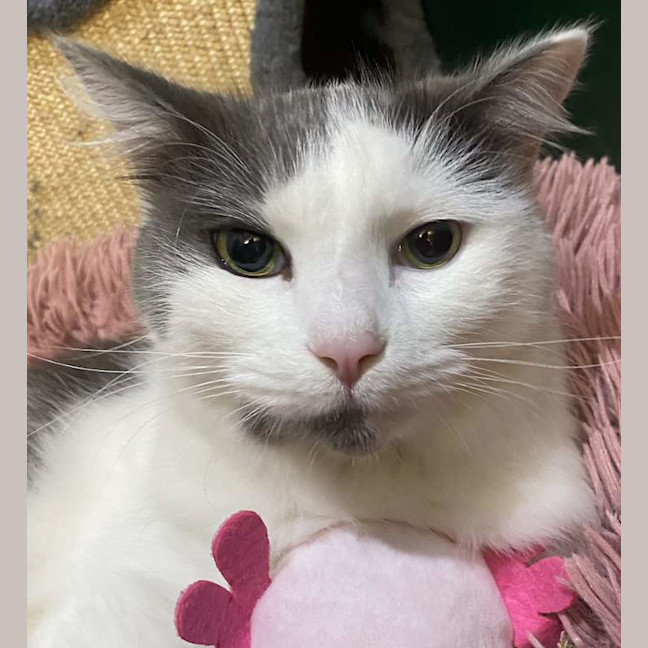 Photo of Romeo