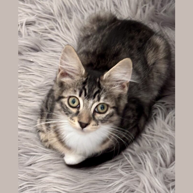 Photo of Peanut