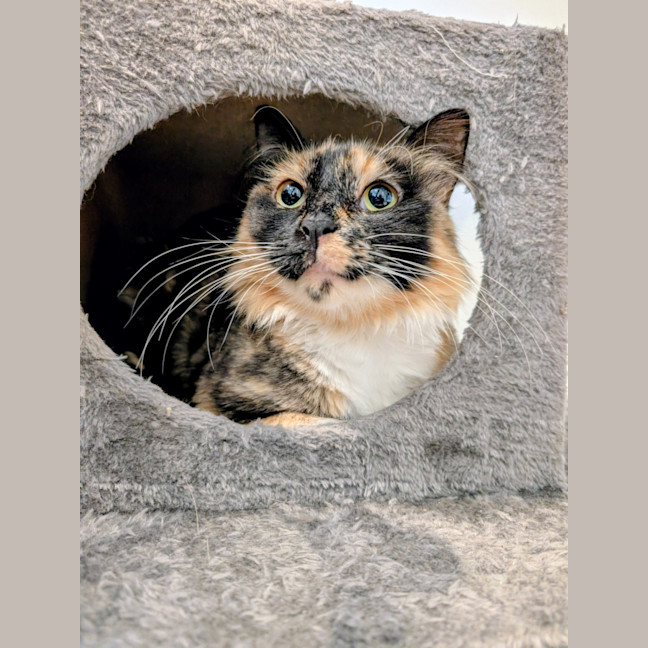 Photo of Charlotte   In Foster Care In Brunswick East