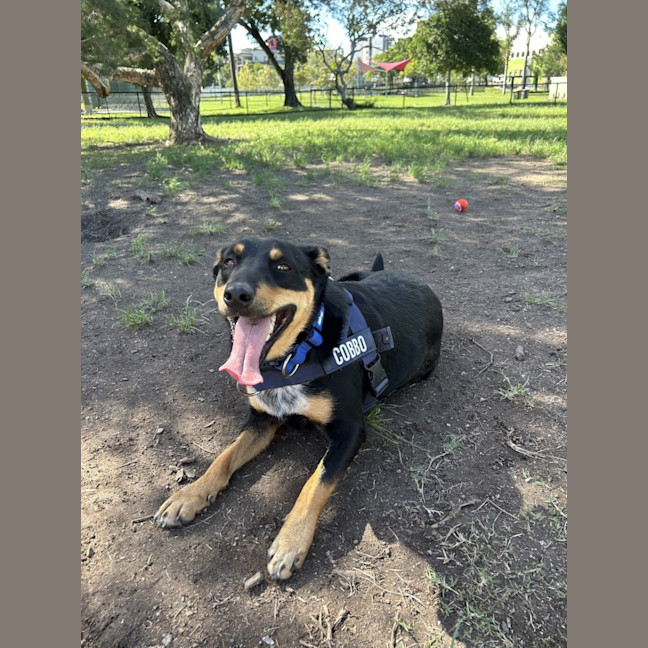 Photo of Cobbo *$350 Adoption Fee*