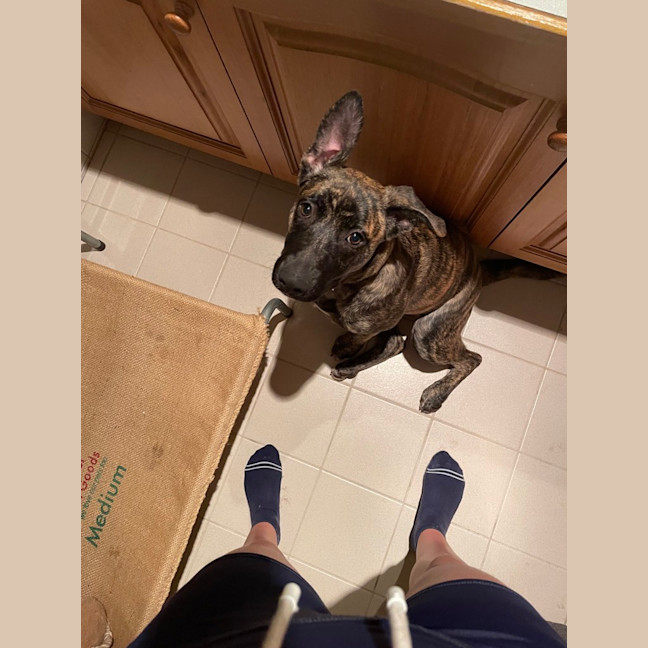 Photo of Ember ( Was Poppi)