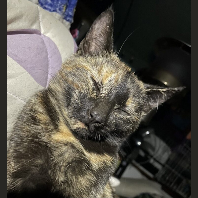 Photo of Electra