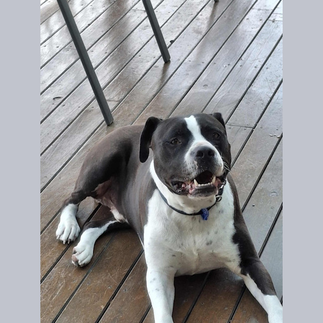 Photo of Zeus   5 Year Old Staffy X