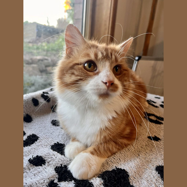 Photo of Jerry   Now At Pet Quarters Morisset